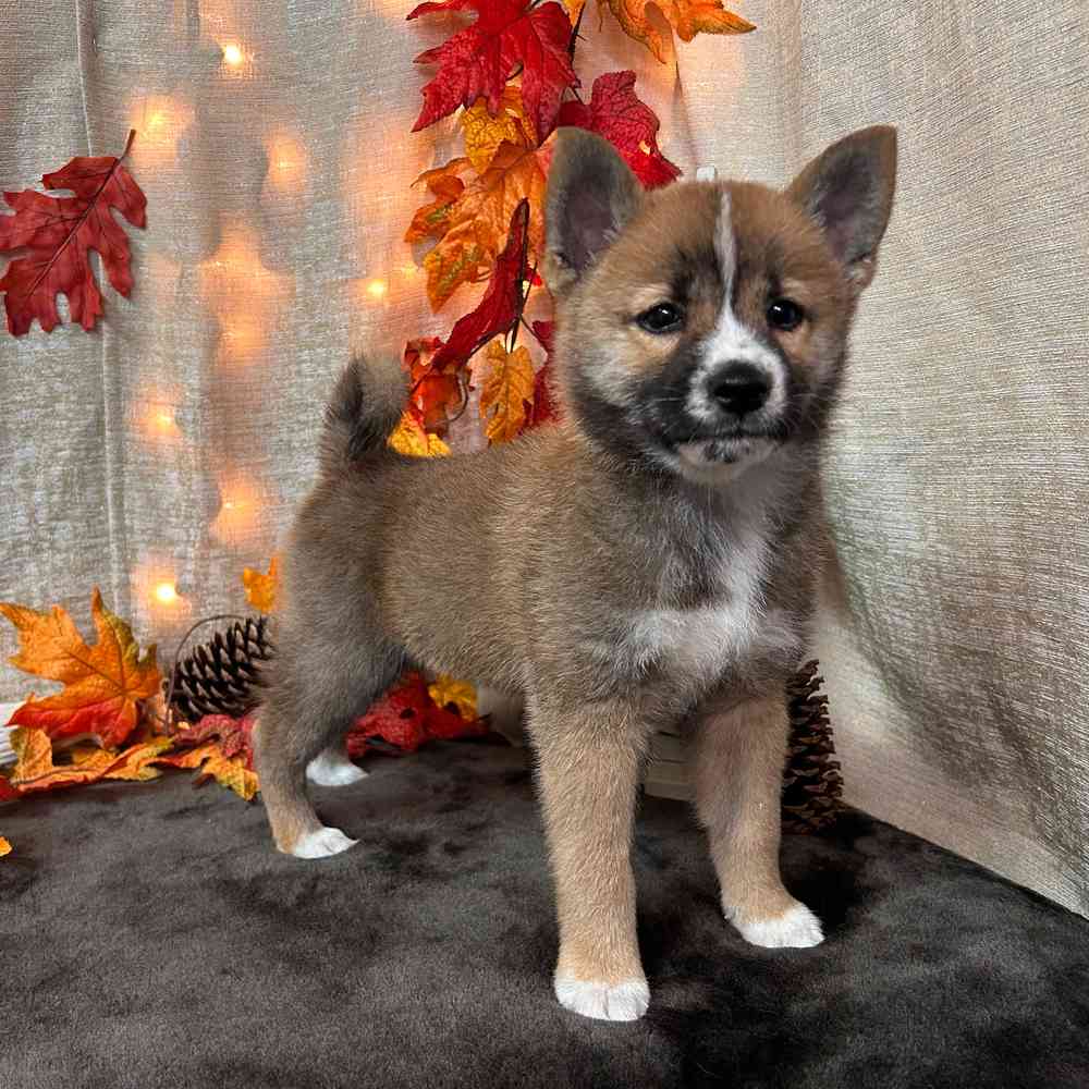 carousel pet images