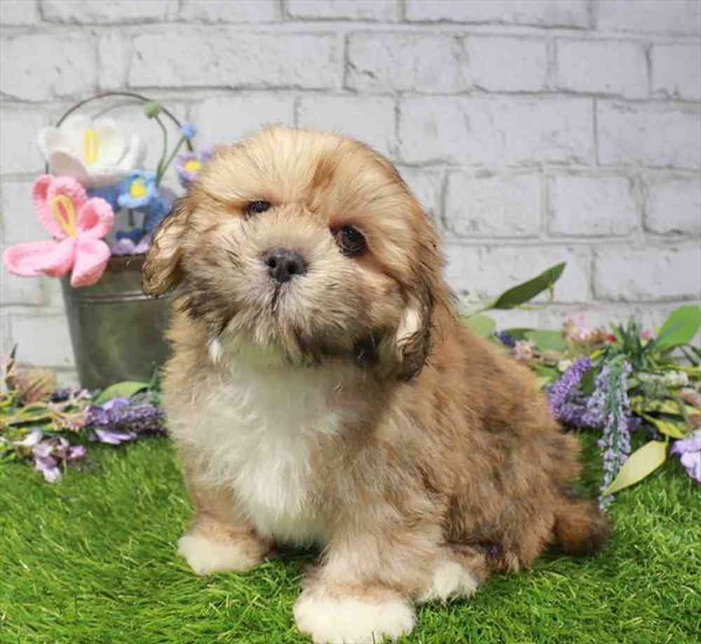 carousel pet images
