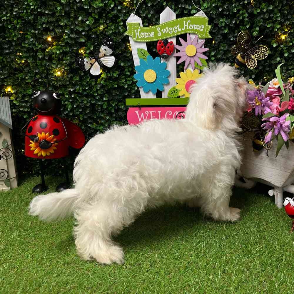 carousel pet images