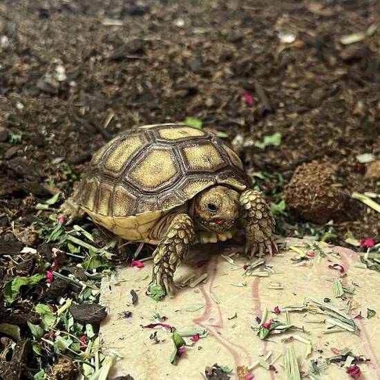 Sulcata Tortoise
