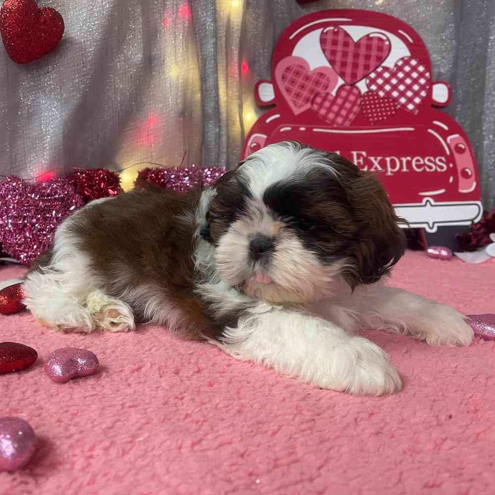 carousel pet images