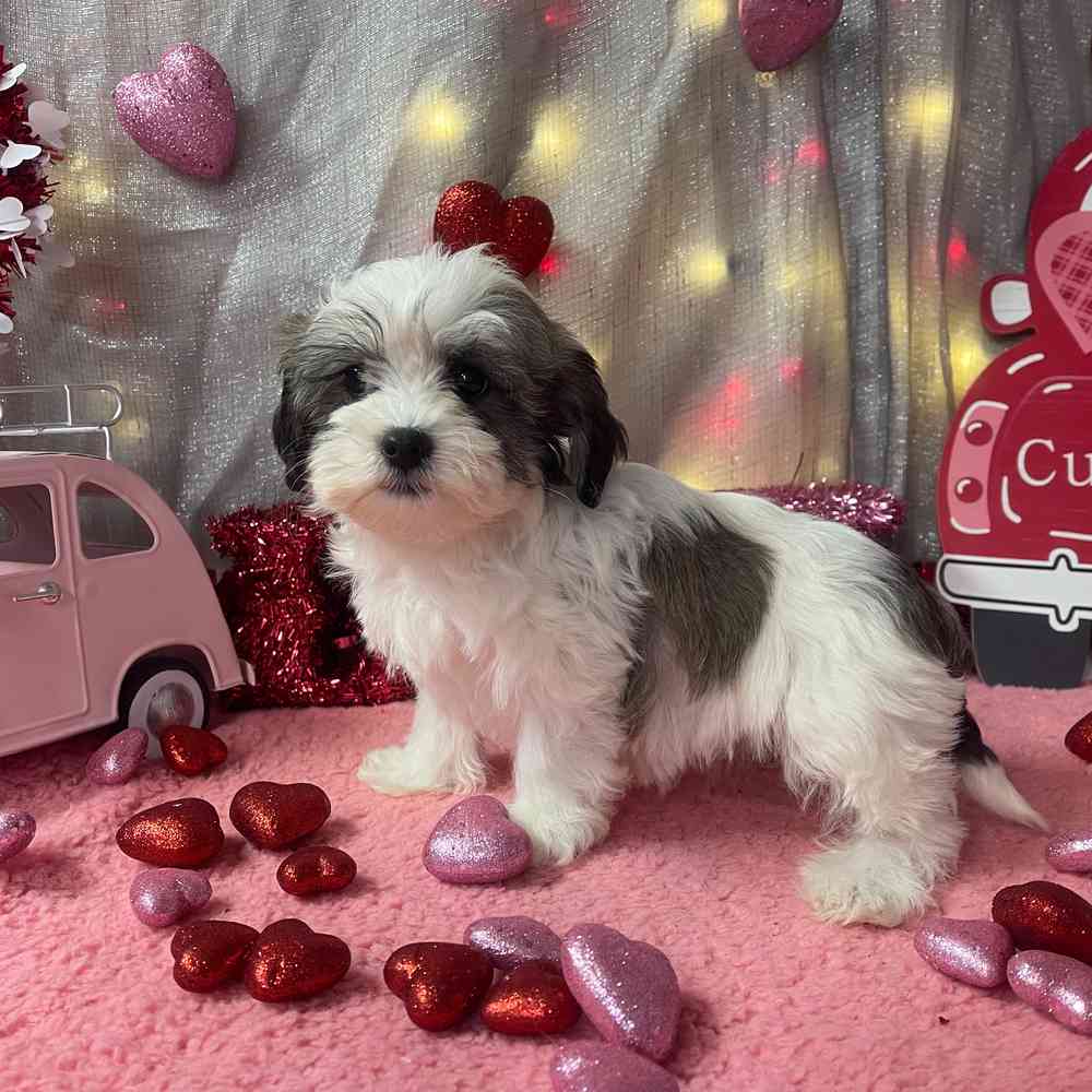 carousel pet images
