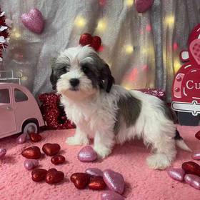 Havanese