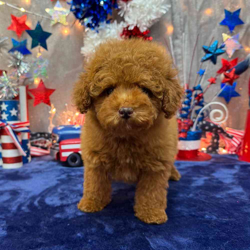 carousel pet images