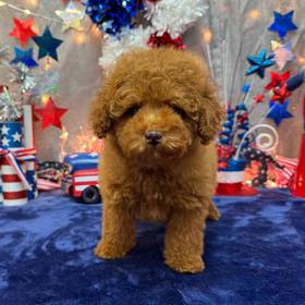 Poodle