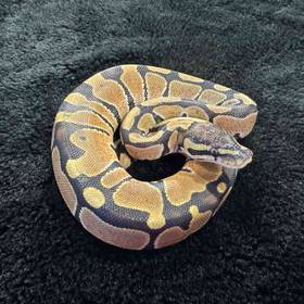 Ball Python