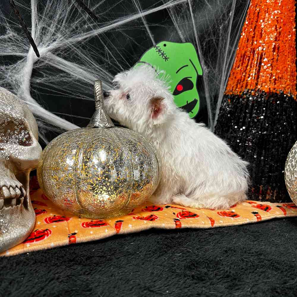 carousel pet images