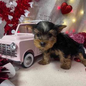 Yorkshire Terrier