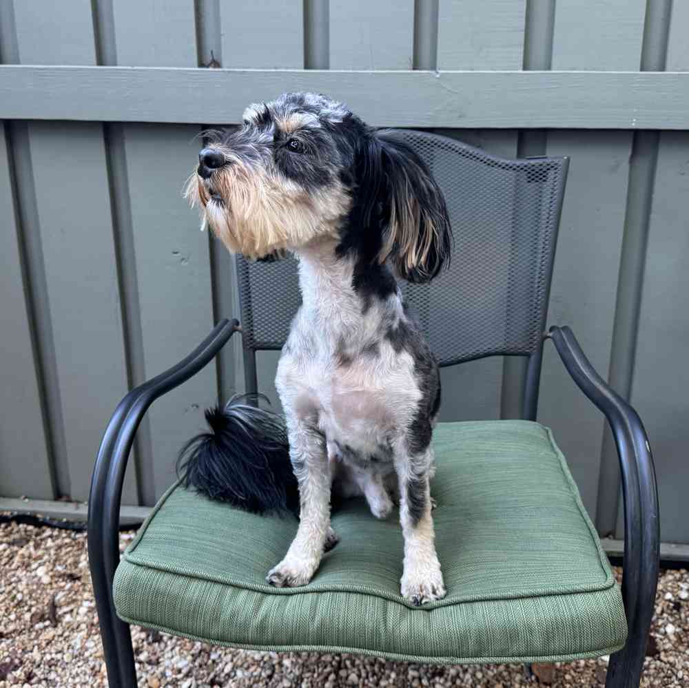 carousel pet images