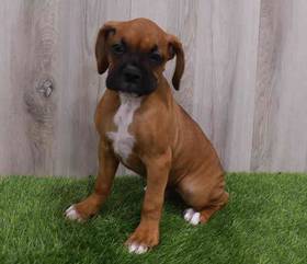 Boxer