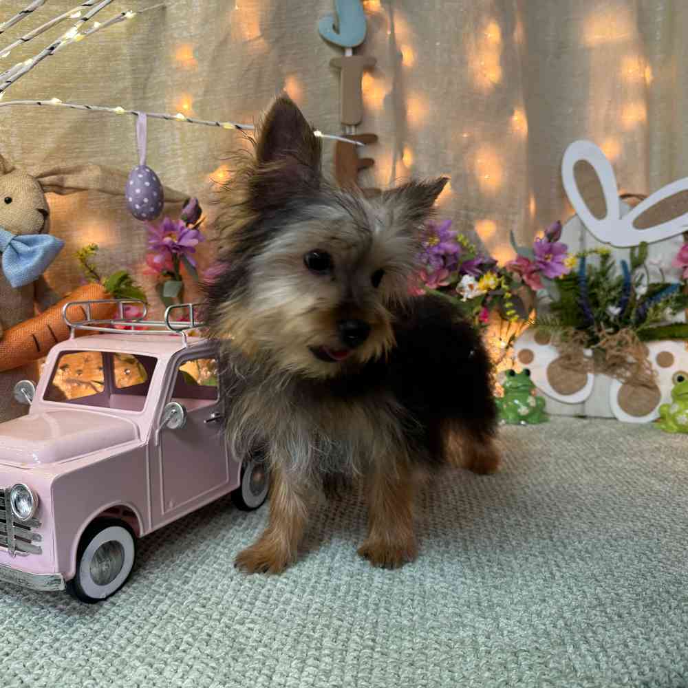 carousel pet images
