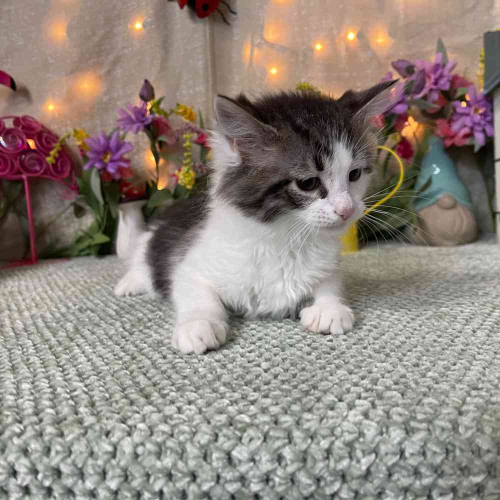 Image of a pet breed in the gallery