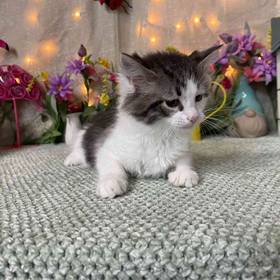 Domestic Medium Hair