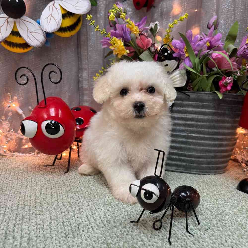 Image of a pet breed in the gallery
