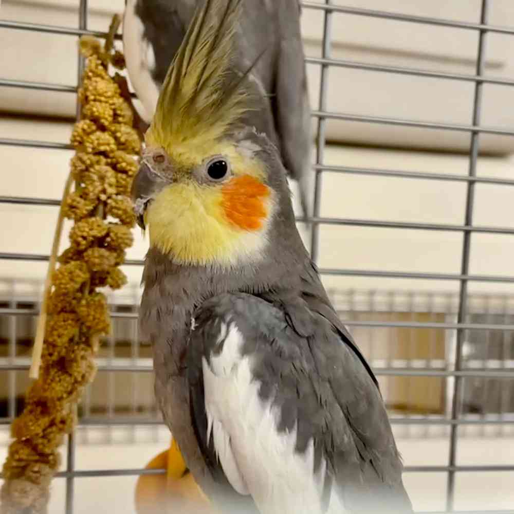 carousel pet images
