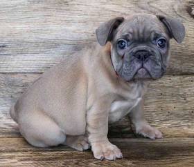 French Bulldog