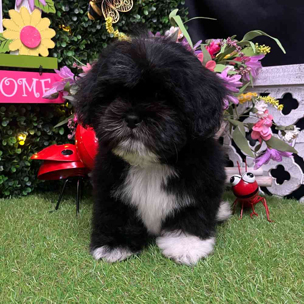 carousel pet images