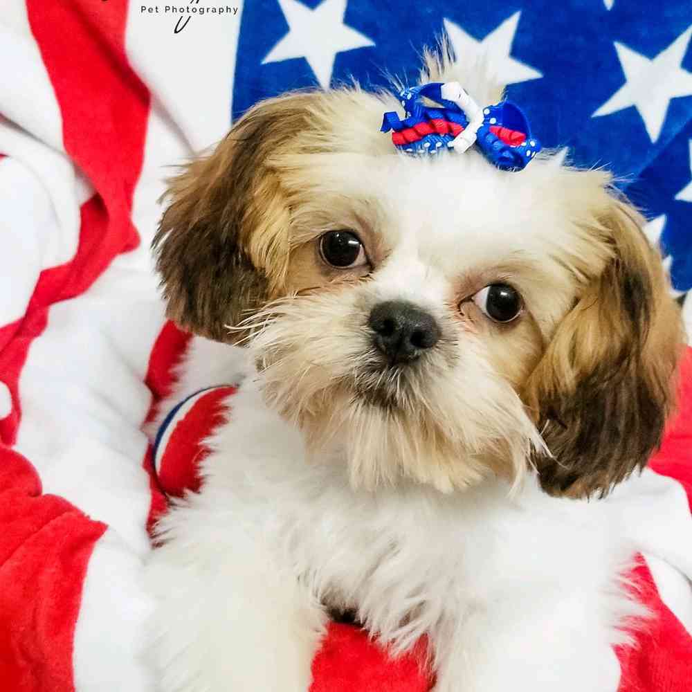 carousel pet images