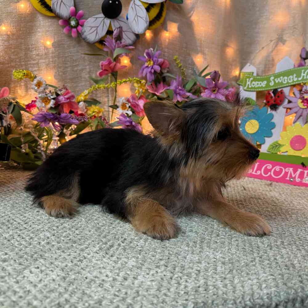 carousel pet images
