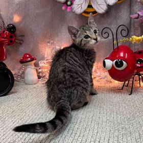 Domestic Kitten