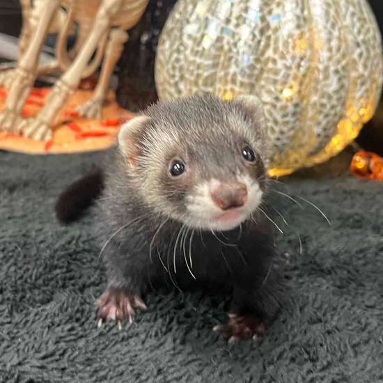 Ferret