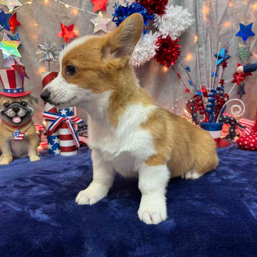 carousel pet images