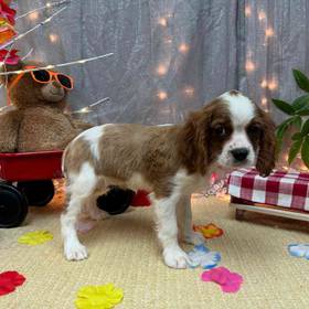 Cavalier King Charles Spaniel