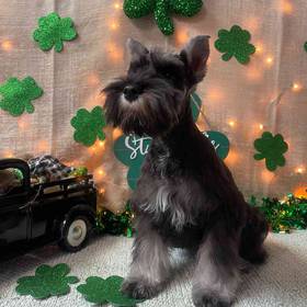 Mini Schnauzer