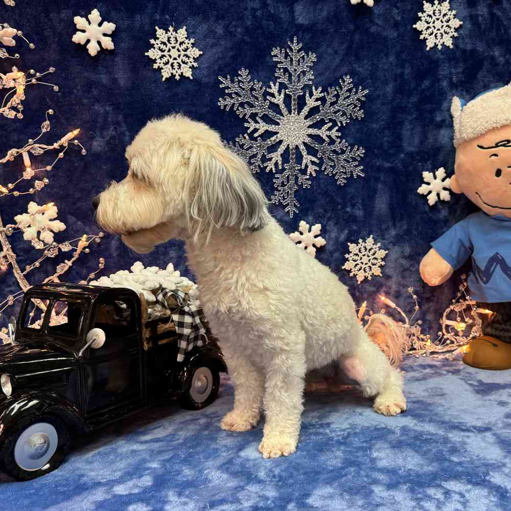 carousel pet images