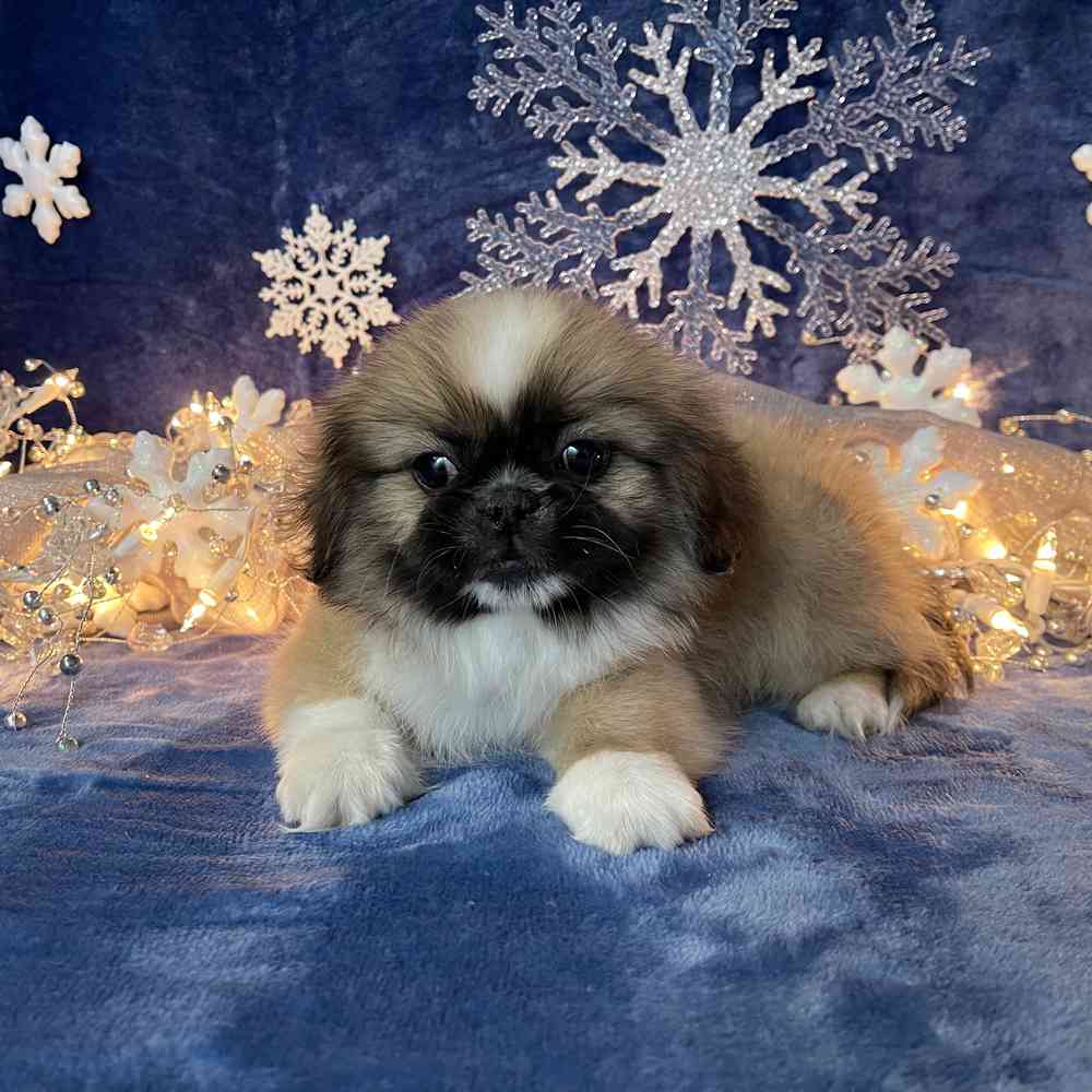 carousel pet images