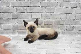 Siamese