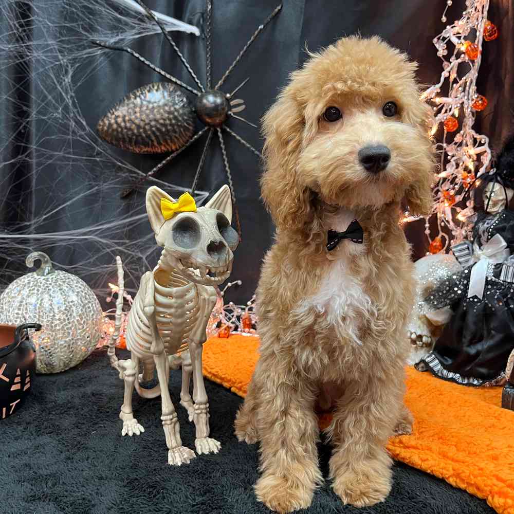 carousel pet images