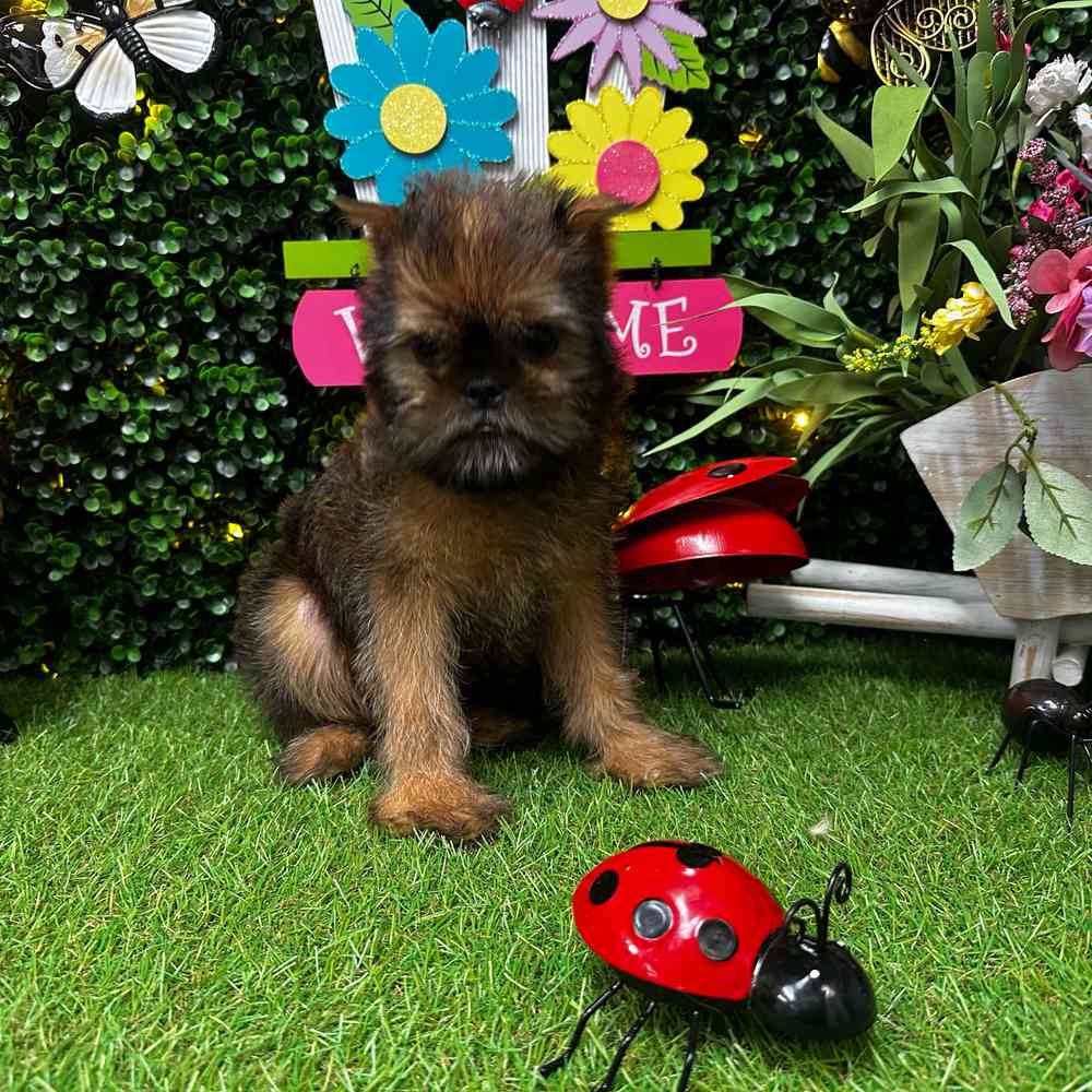 carousel pet images