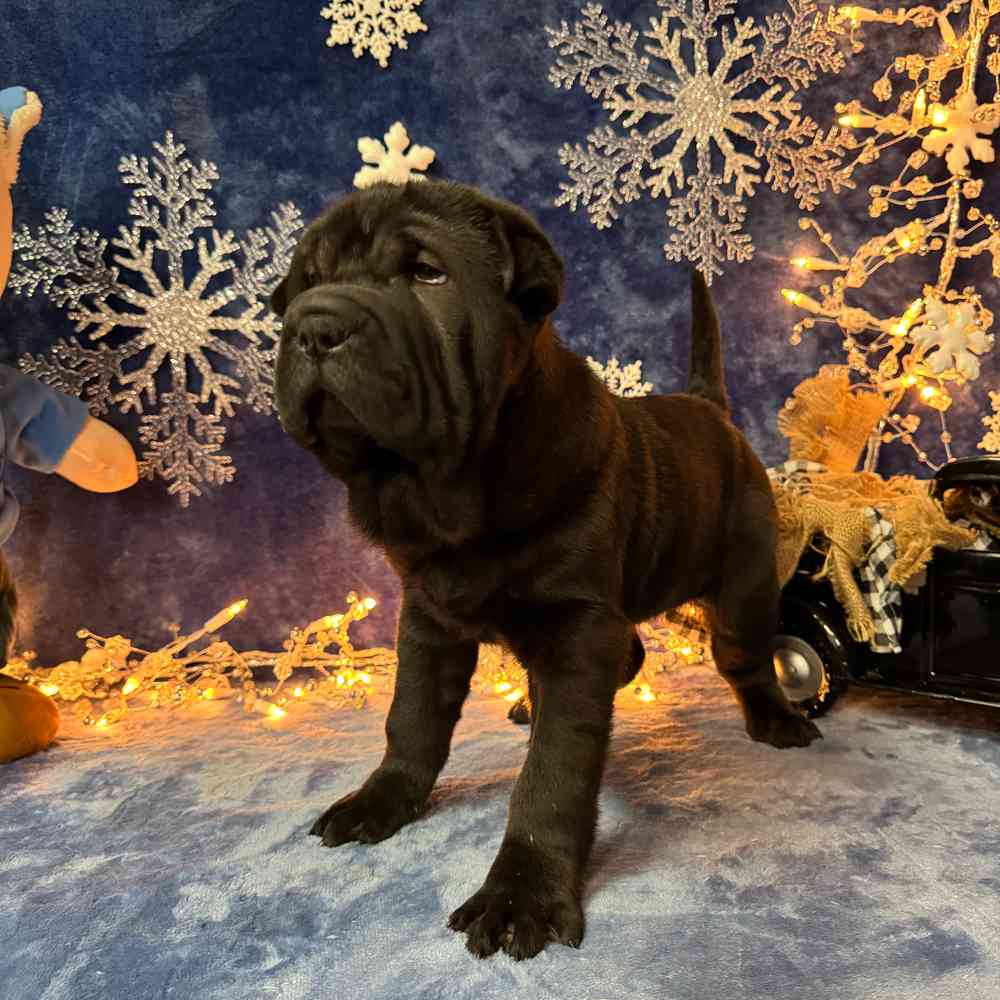 carousel pet images