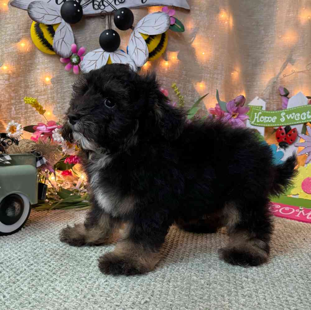 carousel pet images