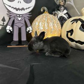 Flemish Giant Mix