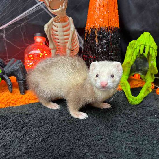 Ferret