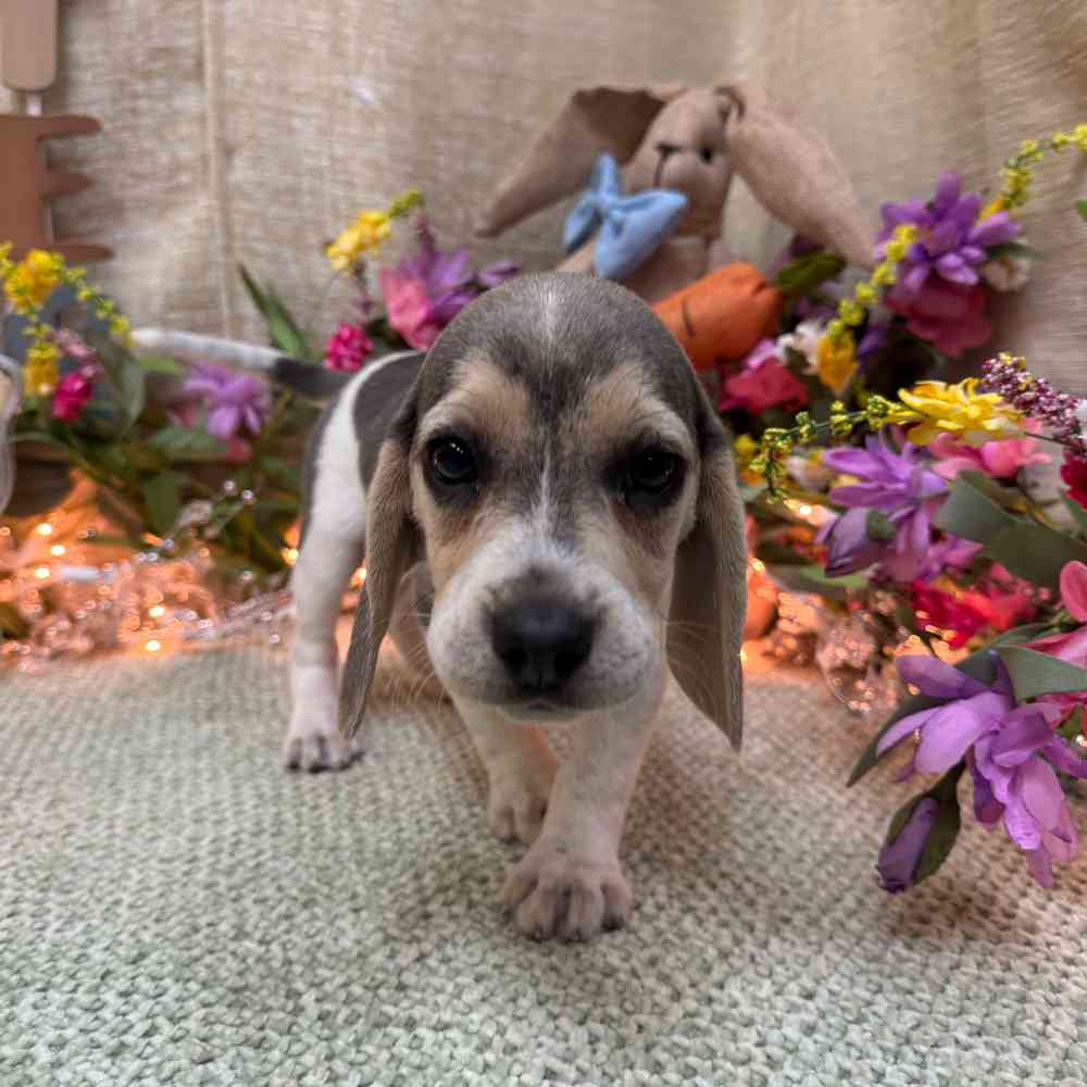 carousel pet images