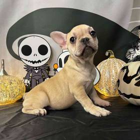 French Bulldog