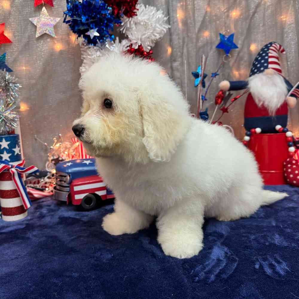 carousel pet images