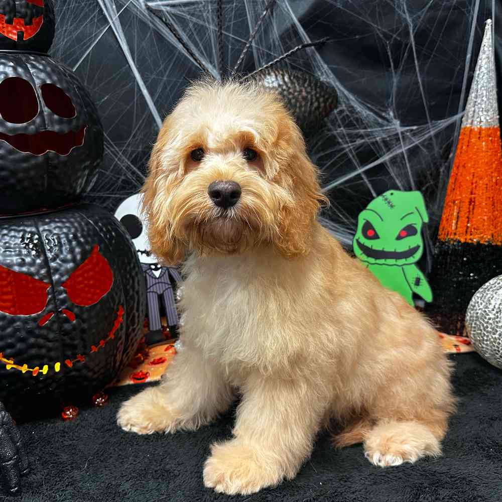 carousel pet images