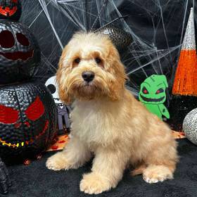 Cockapoo