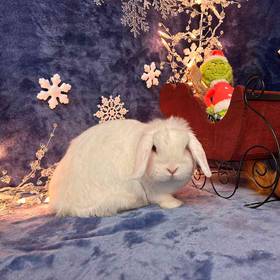 Adoption Rabbit