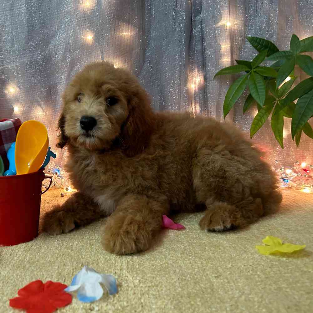 carousel pet images