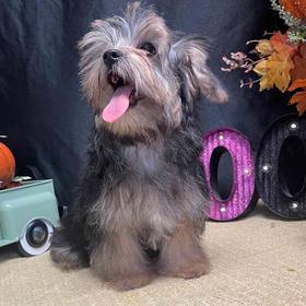 Morkie