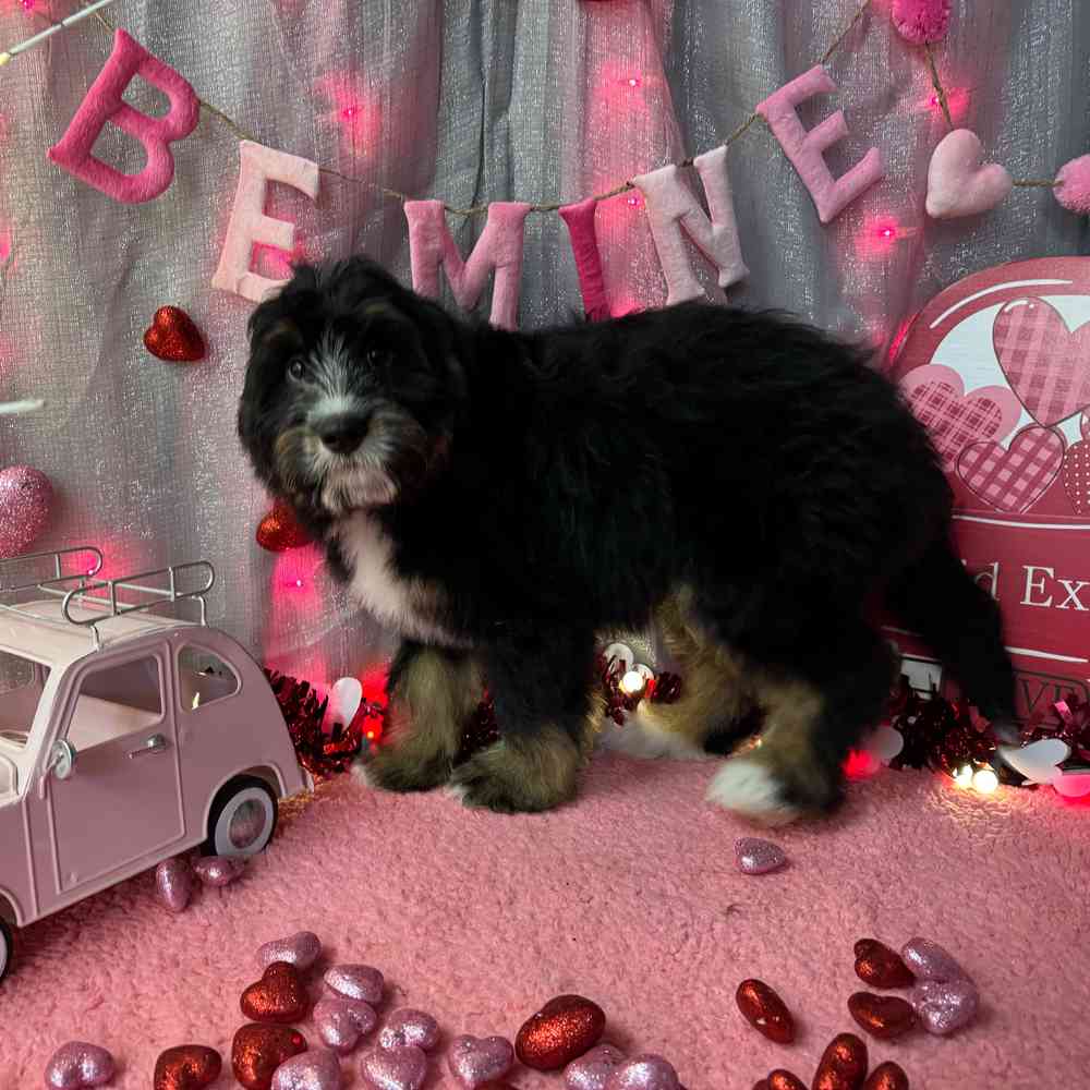 carousel pet images