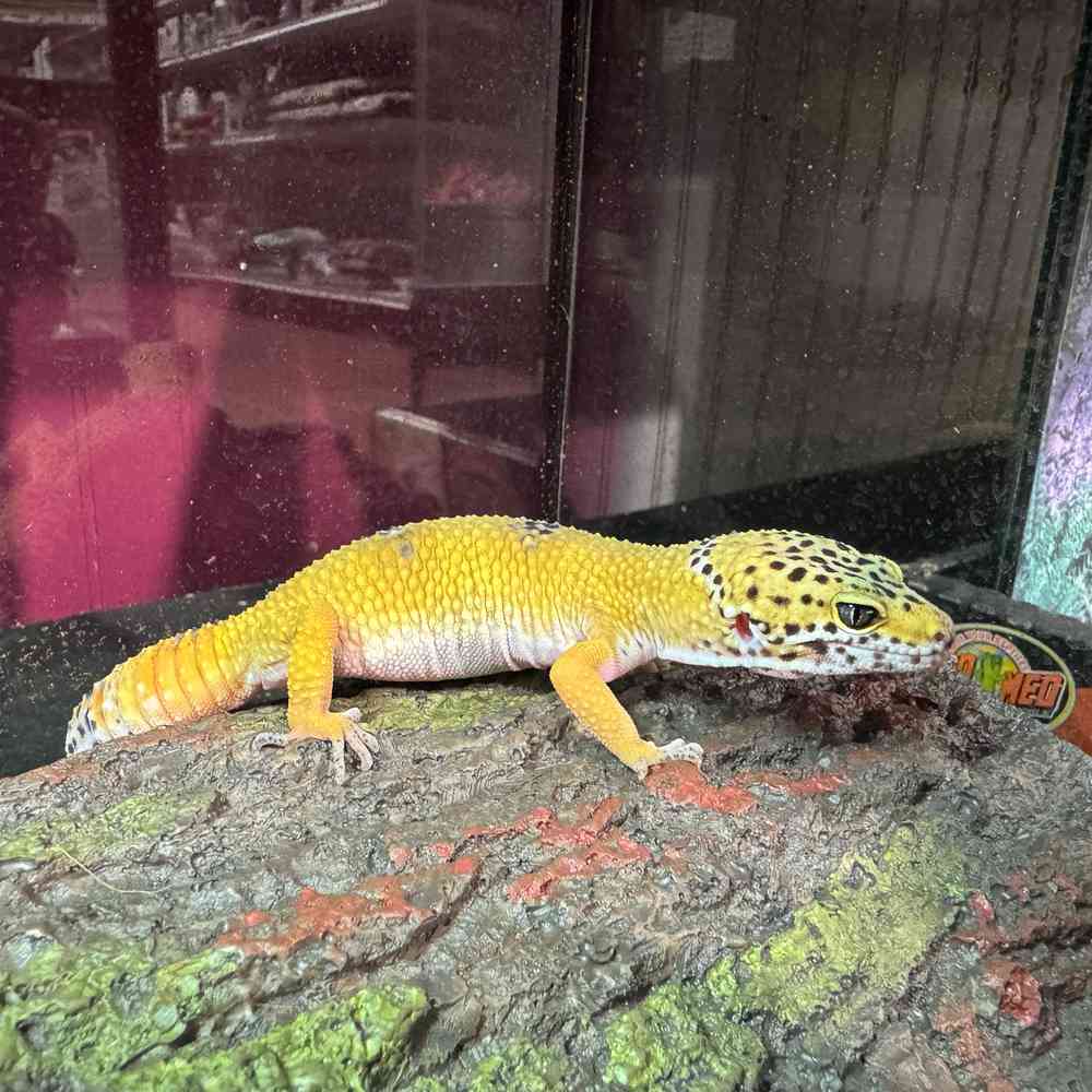Reptile
