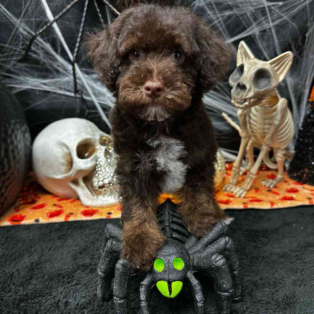 carousel pet images