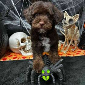 Poodle