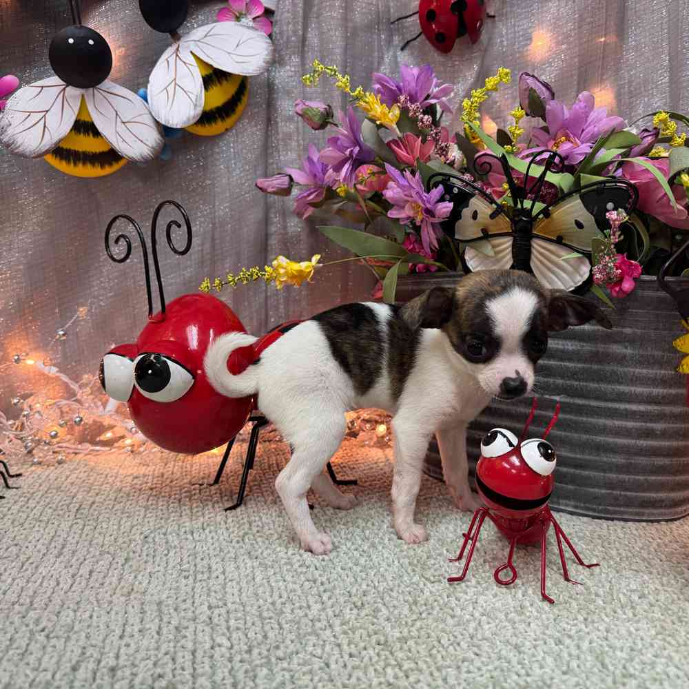 carousel pet images